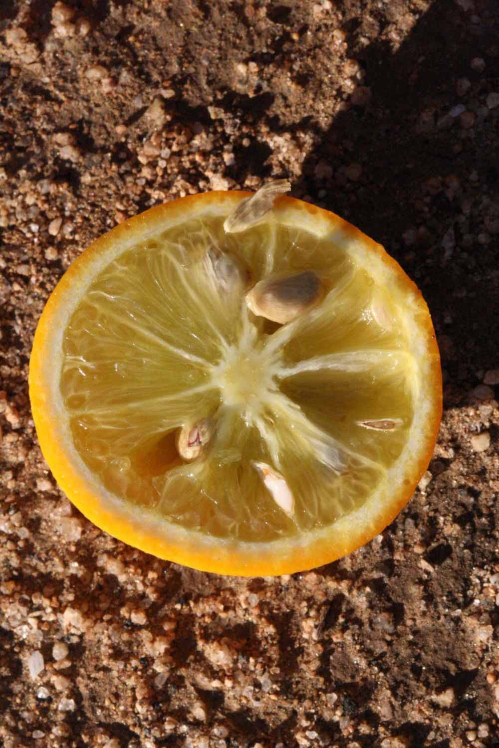              Fruit cross-section (Riverside, CA)       